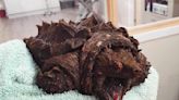 "Dinosaur-like" snapping turtle found in U.K., an ocean away from home