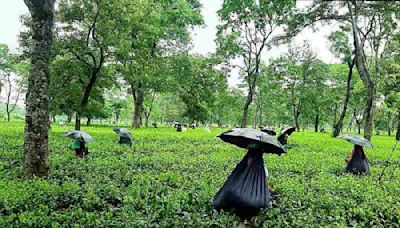 Narendra Modi government presents three-year-old proposal for tea gardens in budget