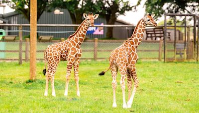 Pictured: Second baby giraffe born at Whipsnade Zoo in a month