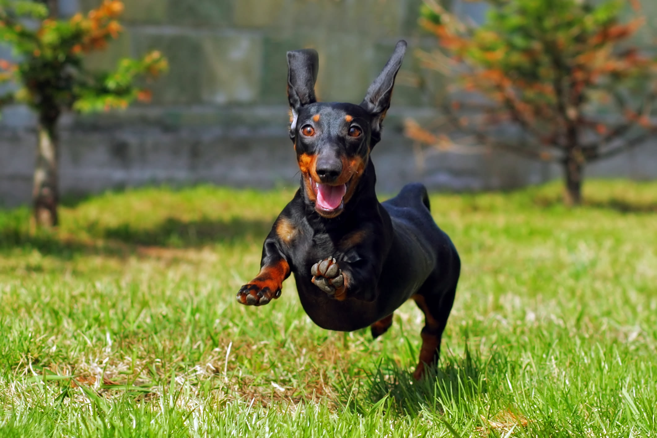 Dachshund running in 'sport mode' has internet in stitches