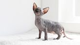 Internet Famous Vet Asks for Help in Naming Precious Sphynx Kitten