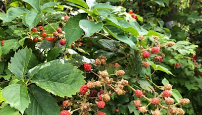 Hardy Japanese maples to grow in Wisconsin, and how to remove wild blackberries