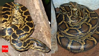 Python vs. Anaconda: Physical features, predatory behaviours, and other key differences | - Times of India