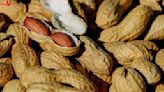 Peanut Exposure May Be Key to Stopping Peanut Allergies