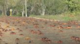 Cangrejos rojos invaden carretera entre Cienfuegos y Trinidad: No son para comer