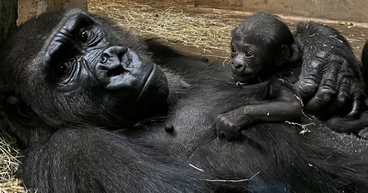 Columbus Zoo welcomes baby western lowland gorilla