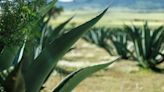 Japoneses quedan impresionados ante este agave mexicano que florece una vez por siglo