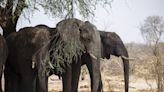 Botswana threatens to send 20,000 elephants to Germany in protest of trophy hunting ban