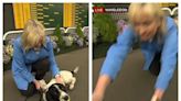 BBC Breakfast’s Carol Kirkwood left red-faced as she’s dragged off camera by dog at Wimbledon