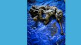 Intact woolly mammoth baby uncovered in northwestern Canada