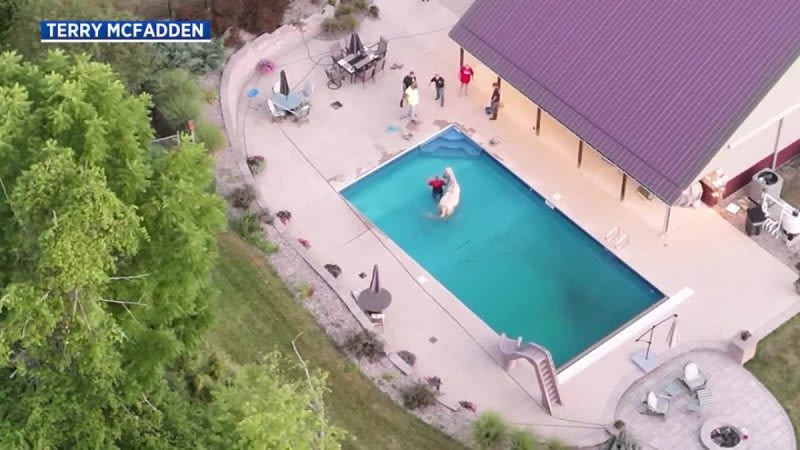 Watch: Missing horse rescued from swimming pool