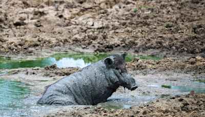 Man killed by fellow hunter who mistook him for a wild boar