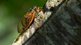 Want To Seduce A Cicada? Let David Attenborough Show You How