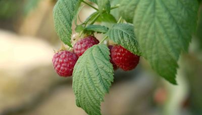 How to Grow and Care for Raspberry Bushes in Your Home Garden