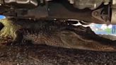 Man finds alligator under his vehicle