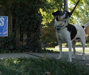 Trump's pet-eating debate moment the talk of the town in swing state Pennsylvania - even if supporters can't see the funny side