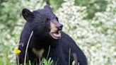Senior swiped at, injured by black bear in West Vancouver