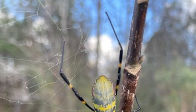 Joro spiders are not that scary, but these resident New Jersey critters are