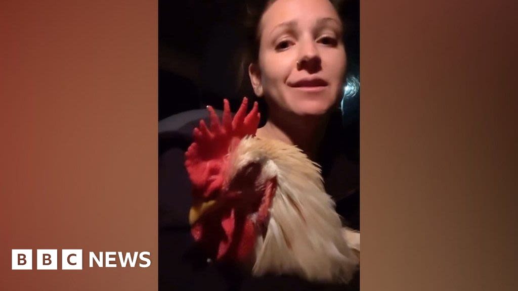 Watch: Cockerel rescued after flying into woman's car