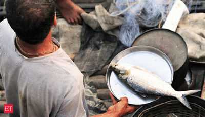 Hilsa are alive with the sound of democracy