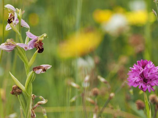 Cows help bee orchids return to nature reserve