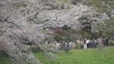 Cerezos en flor: Un tardío sakura llega a Japón