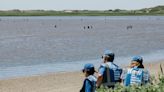 More than 100 Atlantic white-sided dolphins stranded in muddy location off Cape Cod, Massachusetts | CNN