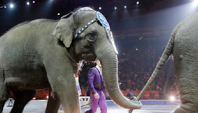 New Massachusetts law bars circuses from using elephants, lions, giraffes and other animals | ABC6