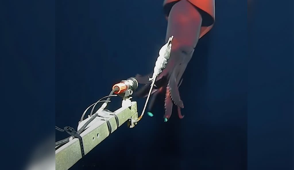Rare Glowing Deep-Sea Squid Attacks Research Camera