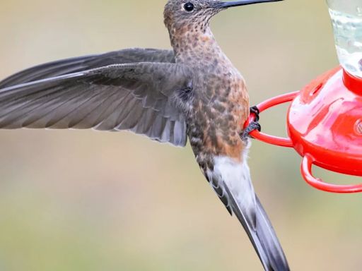 El misterio de los colibríes gigantes de Sudamérica encontró su explicación
