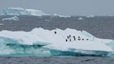 Aumento do derretimento do gelo antártico diminuirá drasticamente os fluxos oceânicos globais, diz estudo
