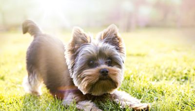 Moment senior apartment dog sees first ever backyard: 'This is the dream'