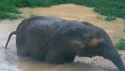 Captan en video a la elefanta Mundi disfrutando un baño de lodo