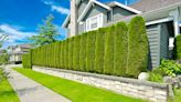 7 best trees and shrubs to soundproof your yard