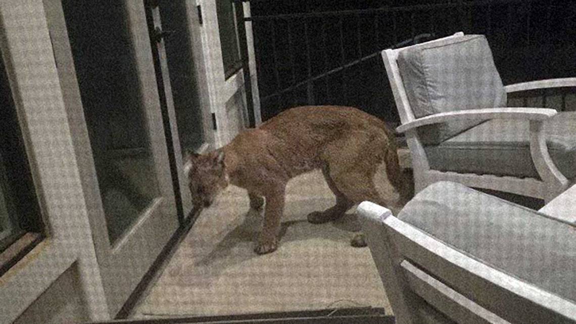 Mountain lion spotted on home surveillance camera in Northern California neighborhood