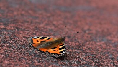 Where are all the butterflies? Possibly in your shed