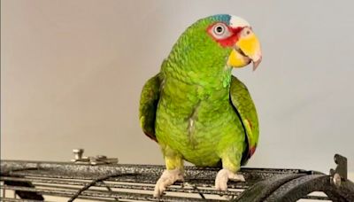 Potty-mouthed parrot arrives at shelter; 400 people apply to adopt him