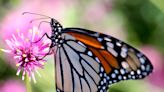 Endangered monarch butterflies migrate through Oklahoma. How you can help the species.