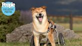 Gordon the Shiba Inu Wins the 2022 World's Cutest Rescue Dog Contest: 'He Exudes Joy'