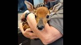 Baby deer was dehydrated and had injured nose. NC wildlife rehabilitators have it now.
