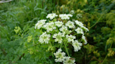 Poison hemlock, wild parsnips are invasive to Ohio. How to spot them, get rid of them