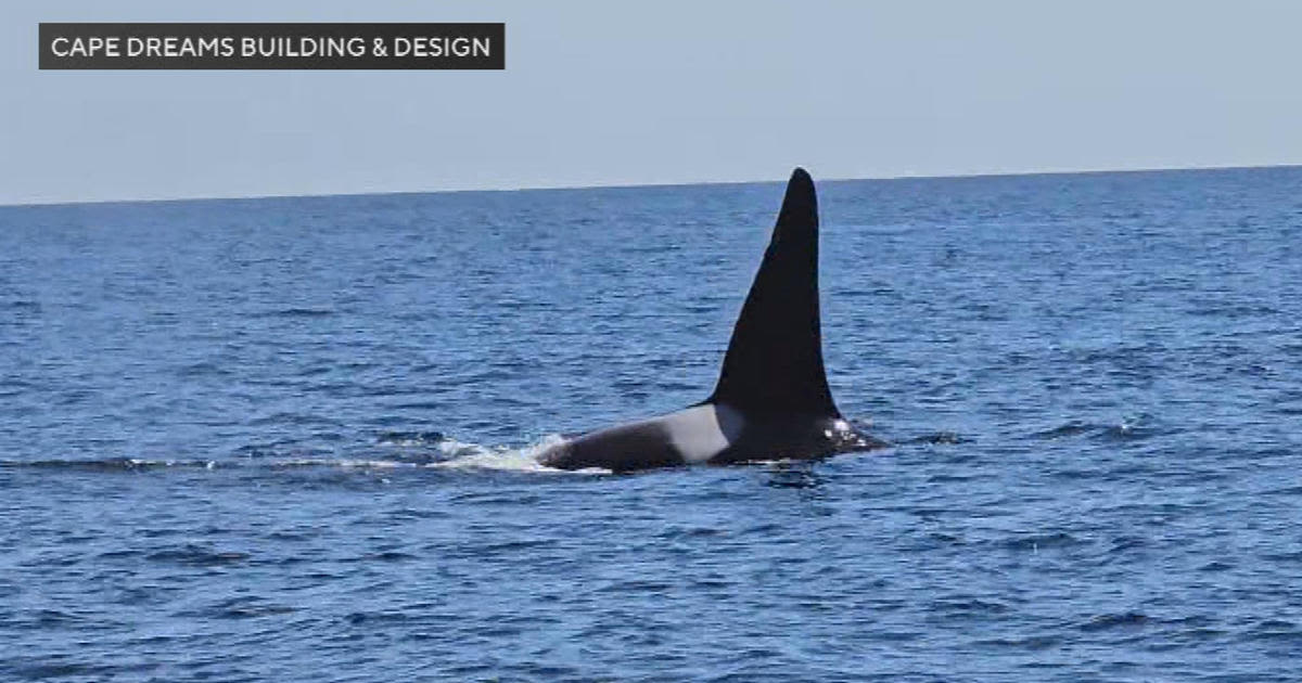 Video shows rare orca sighting off the coast of Massachusetts