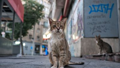 Este país está muy cerca de prohibir que todos los gatos deambulen por sus calles: estas son las 3 razones - La Tercera