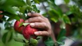 Where to find apple picking among Columbus area farms, orchards