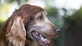 Caring For Your Senior Dog: What You Should Know