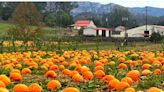 Regresa a San Diego el esperado “Camino de las Calabazas” ideal para celebrar el otoño