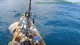 Watch terrifying moment as fisherman kicks tiger shark attacking his kayak in Hawaii