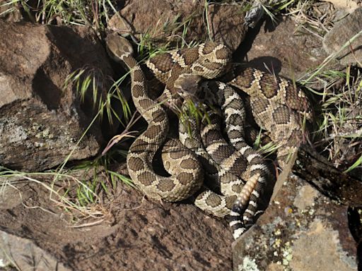 Got a rattlesnake bite and no cell service in eastern WA? Follow these tips to survive