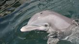 Highly Pathogenic Bird Flu Identified in Dead Florida Dolphin