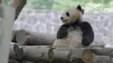 RAW VIDEO: Two New Giant Pandas Are Heading To Washington D.C. From China